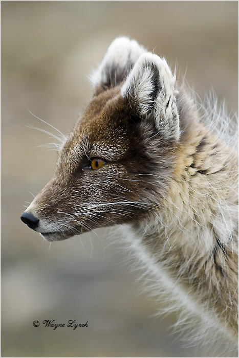 Arctic Fox 122 by Dr. Wayne Lynch &copy;